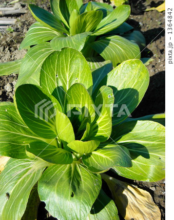 露地栽培のチンゲンサイ 1364842