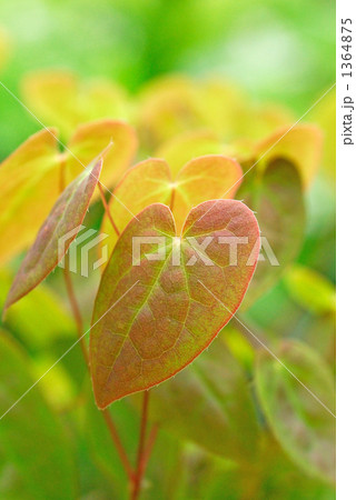 錨草の若葉 1364875