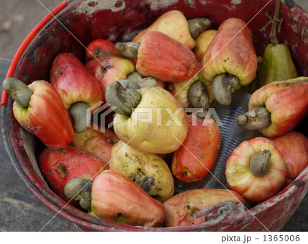 カシューナッツの実の写真素材