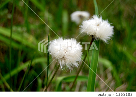 ワタスゲ ワタスゲ 1365182