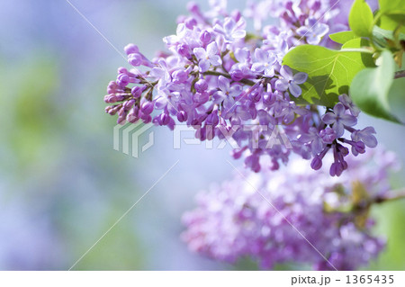 ライラック 1365435