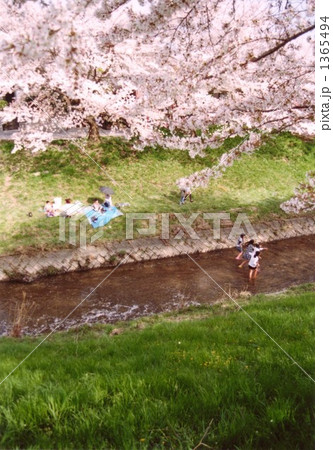 桜の下で３ 1365494