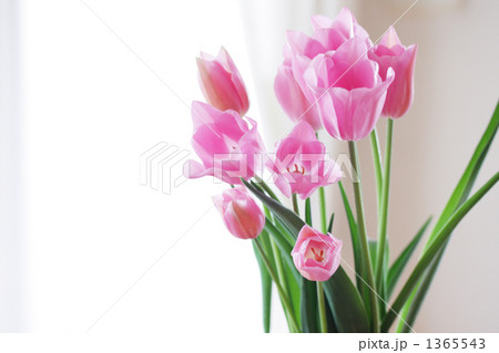 Tulip-03 1365543
