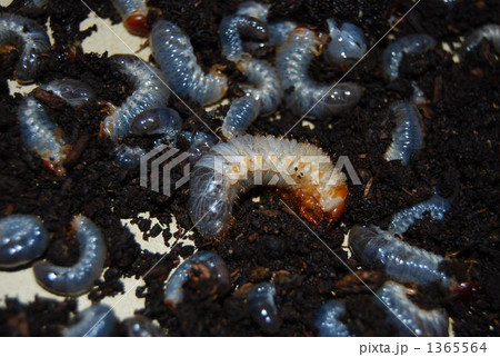 カブトムシの幼虫 カブトムシの幼虫 1365564