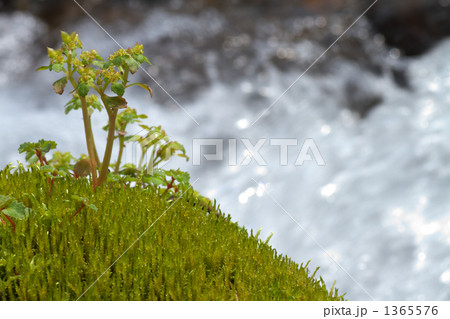 苔と清流 苔と清流 1365576
