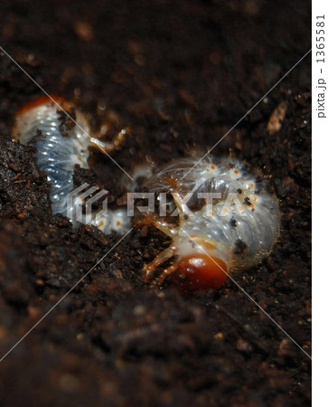 カブトムシの幼虫 カブトムシの幼虫 1365581