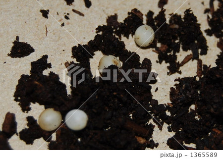 カブトムシの卵 1365589