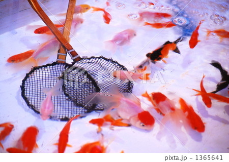 金魚すくい 1365641
