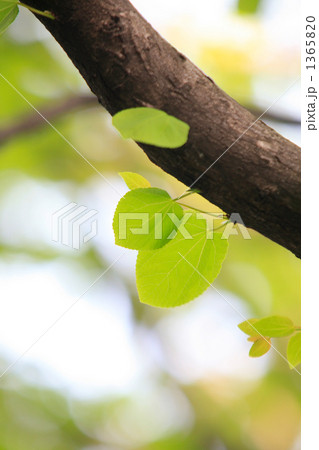 ハート形の新緑 1365820