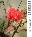 線香花火っぽい花 1365888