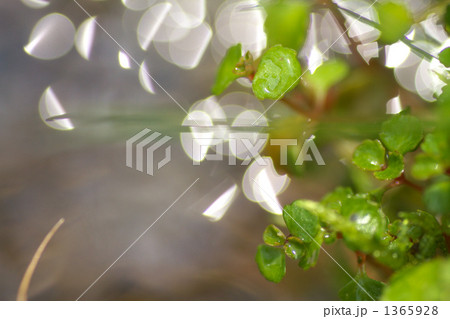 水辺の草 1365928