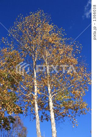 青空に聳える晩秋の白樺 1366038