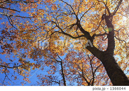 晩秋の白樺 1366044