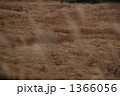 黄金の庭 1366056