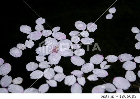 浮く花びら 1366085