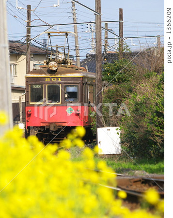 菜の花と銚子電鉄 1366209