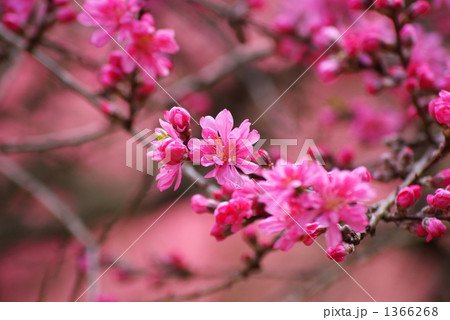 菊桃 菊桃 1366268