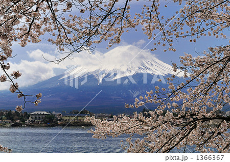 富士山と桜 富士山と桜 1366367
