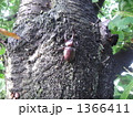 1366411