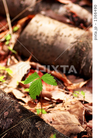 どんぐりの芽 どんぐりの芽 1366490