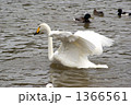 白鳥の羽ばたき 1366561