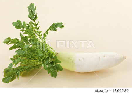 葉付き大根 葉付き大根 1366589