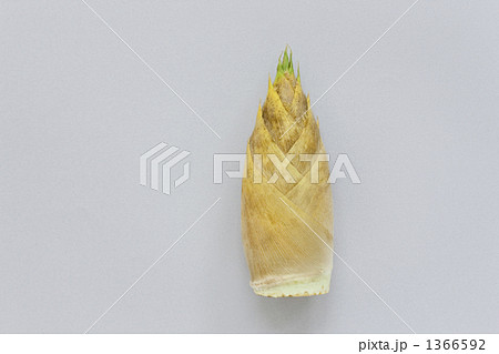 たらの芽 1366592