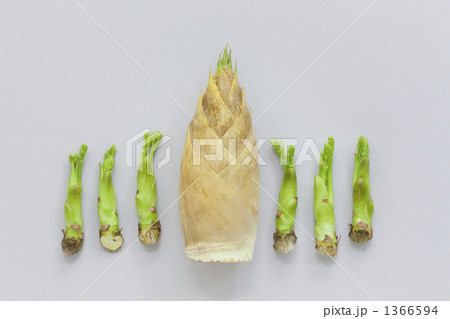 タケノコとたらの芽 タケノコとたらの芽 1366594