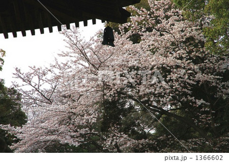 三井寺園城寺 1366602