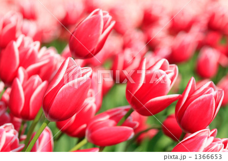 美しい紅白のチューリップ 1366653