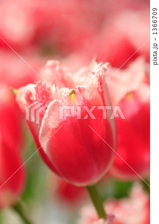 フリンジ紅白のチューリップ横からアップ 1366709