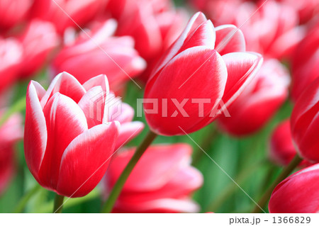 美しい紅白のチューリップアップ 1366829
