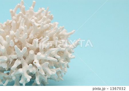 白化珊瑚 飾り珊瑚 珊瑚の写真素材