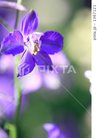 光るデルフィニウムあっぷ 1367121