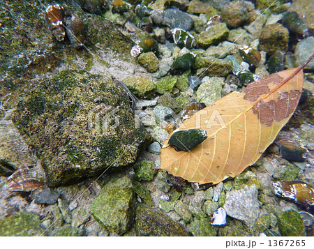 枯葉とカワニナ 1367265