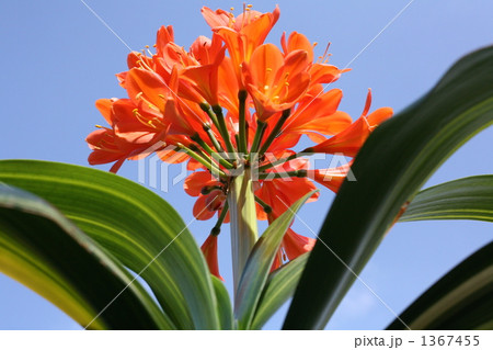 クンシラン 1367455