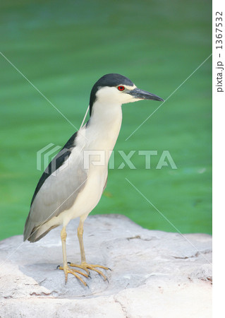 ゴイサギ ゴイサギ 1367532