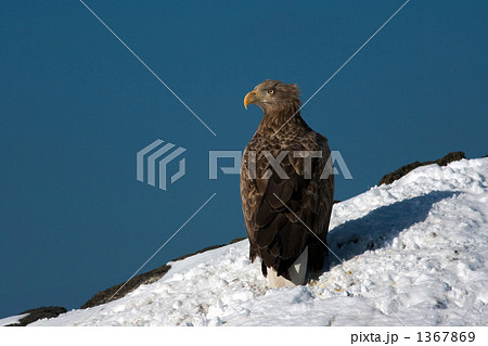 利尻島のオジロワシ 1367869