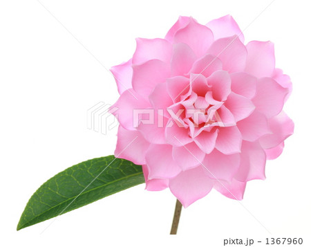 ツバキ‘ピンクダリア’ ツバキ‘ピンクダリア’ 1367960