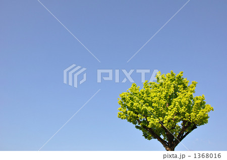 楓と青空 1368016