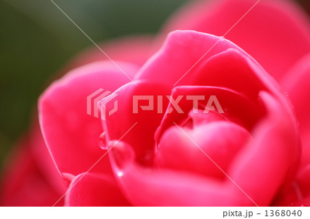 咲き始め 1368040