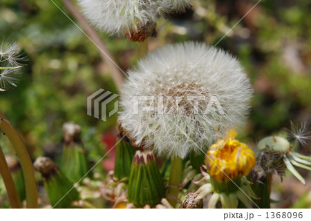 植物 野草・セイヨウタンポポ キク科 植物 野草・セイヨウタンポポ キク科 1368096