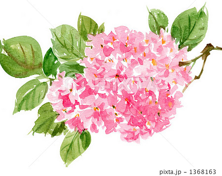 八重桜０１０ 1368163