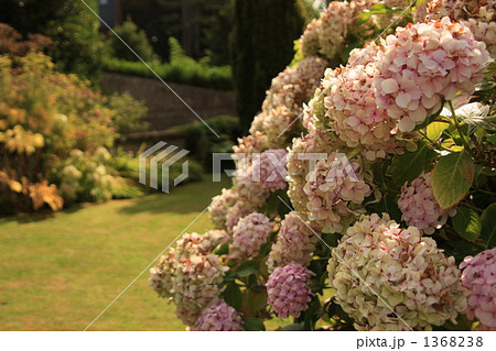 エトルタの紫陽花 エトルタの紫陽花 1368238