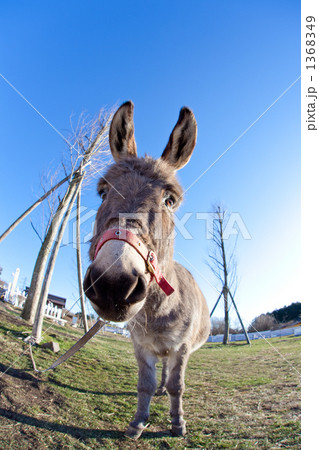 ロバ魚眼で撮影２ 1368349