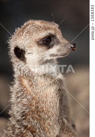 ミーアキャットのアップ 1368383