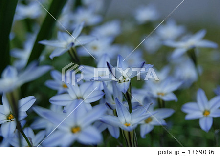 小さな白い花 小さな白い花 1369036