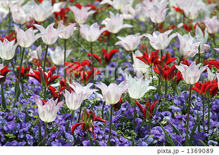 色鮮やかなチューリップ 1369089