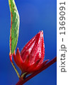 roselle 1369091