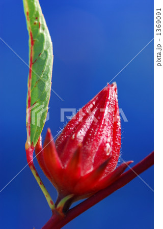 roselle roselle 1369091